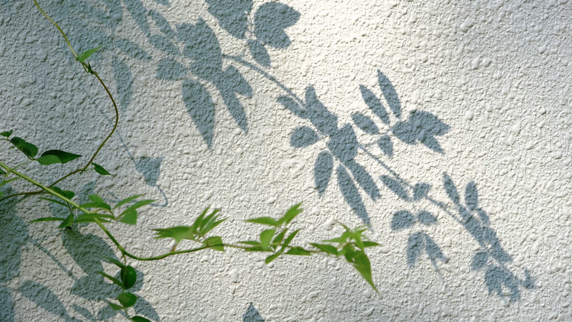 Sunlit leaf shadows cast across a wall