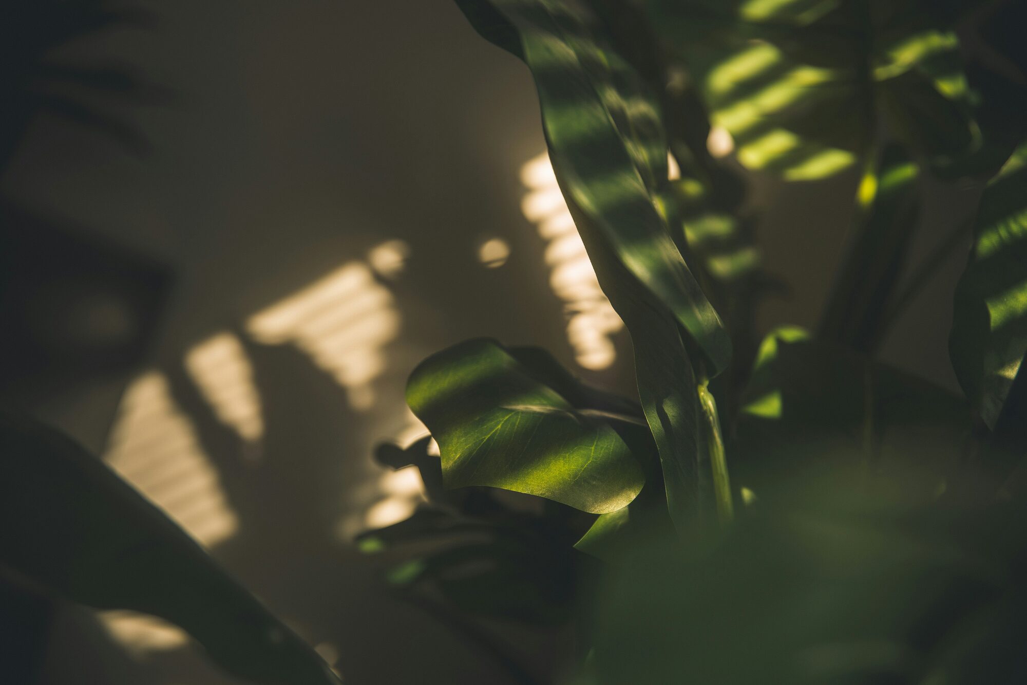 Sunlit leaves, a moment of calm